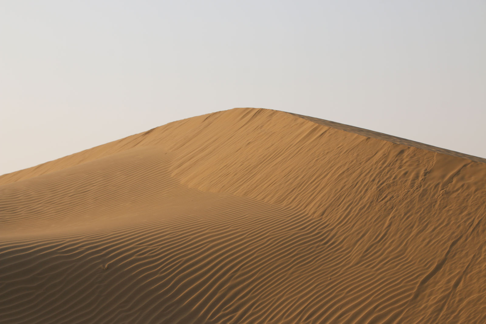 Thar Desert (Sand Dunes in Jaisalmer)
