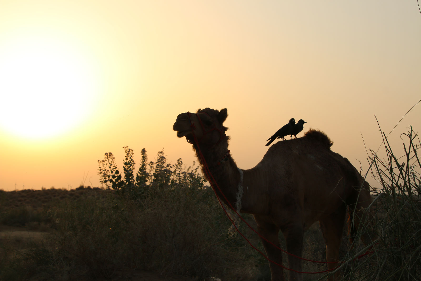 Jaisalmer
