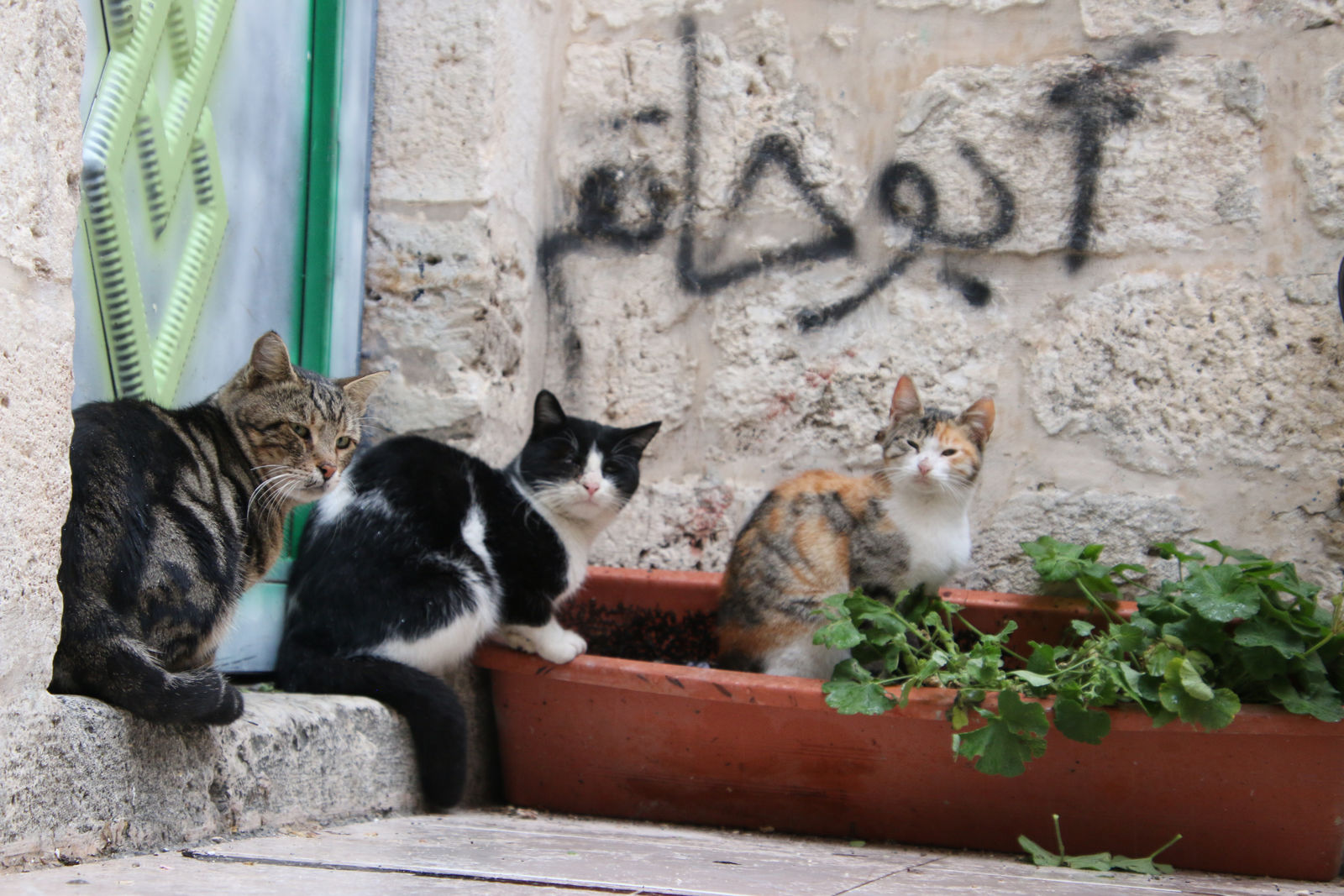 The feline residents of the Old City of Jerusalem