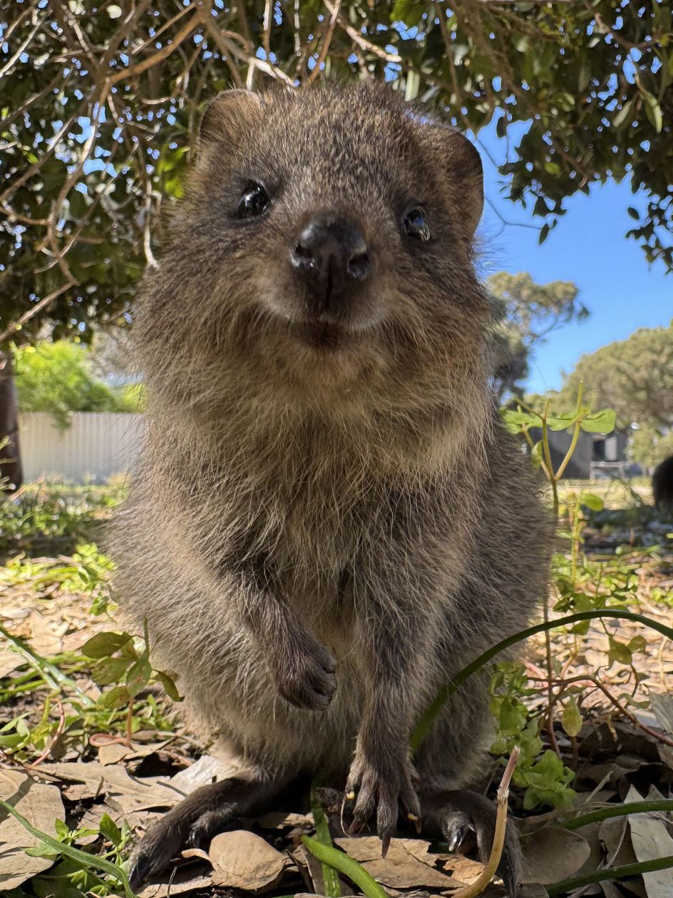 Quokka