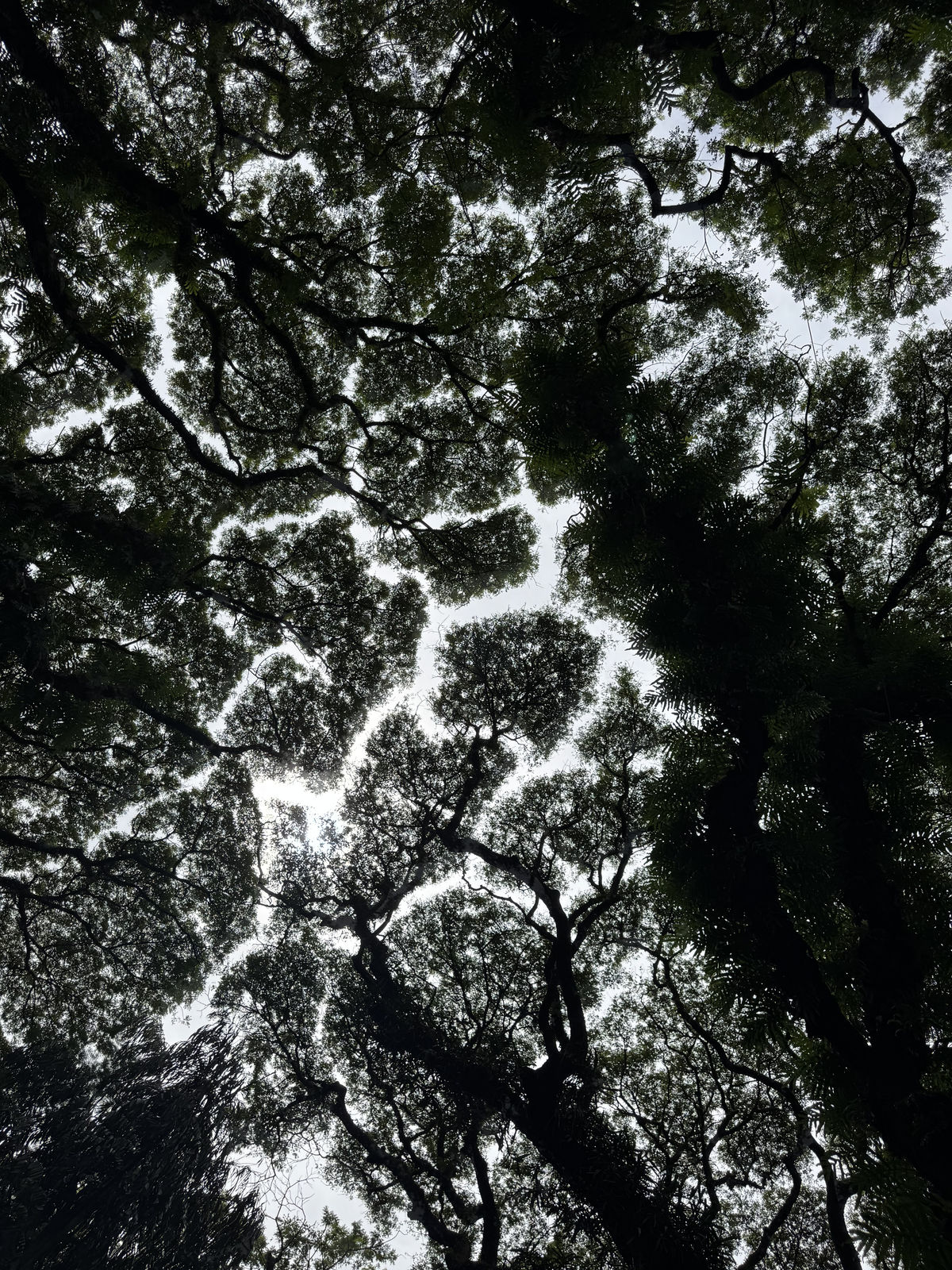 Crown shyness of Rain trees