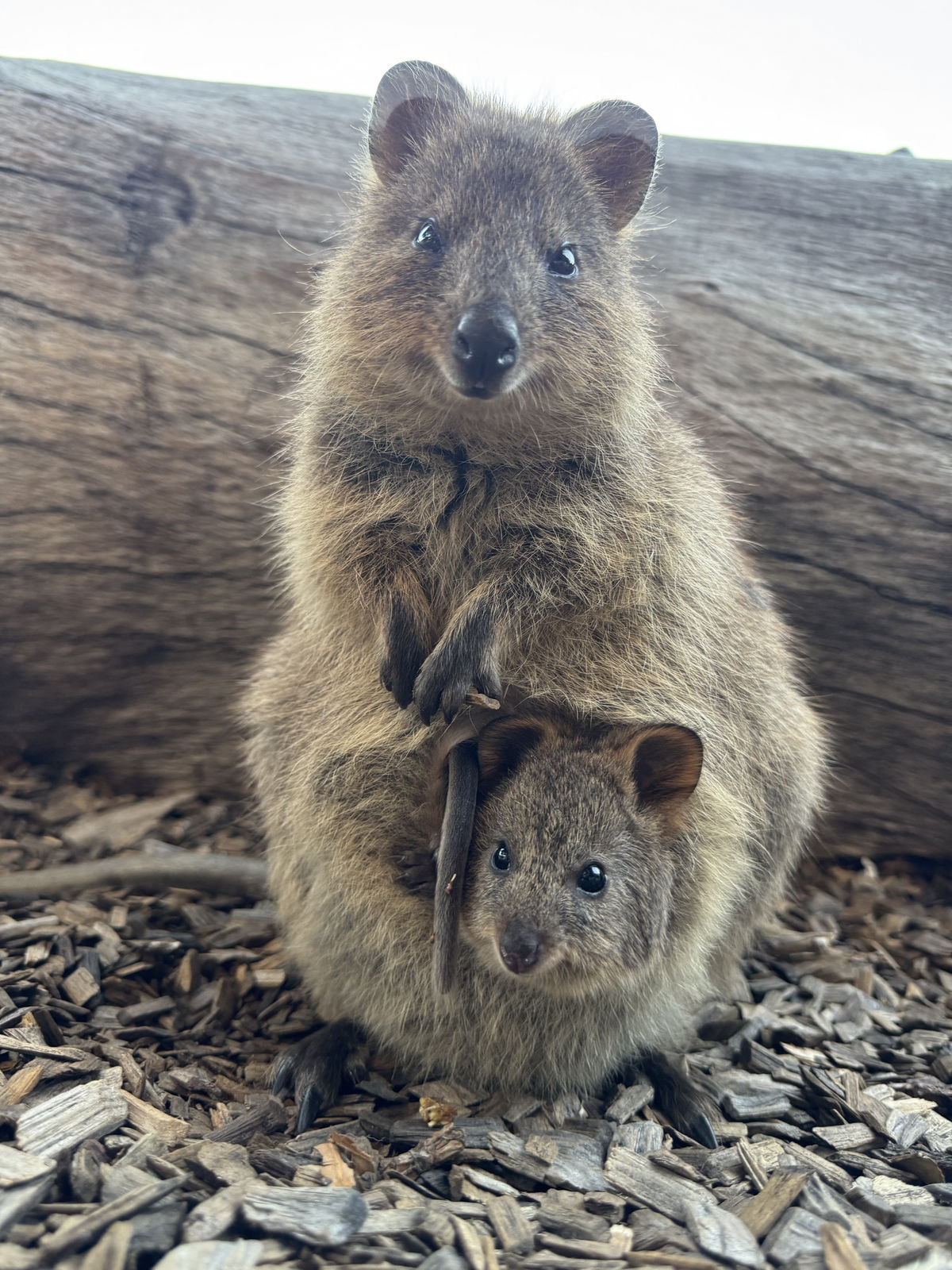 Quokka Family