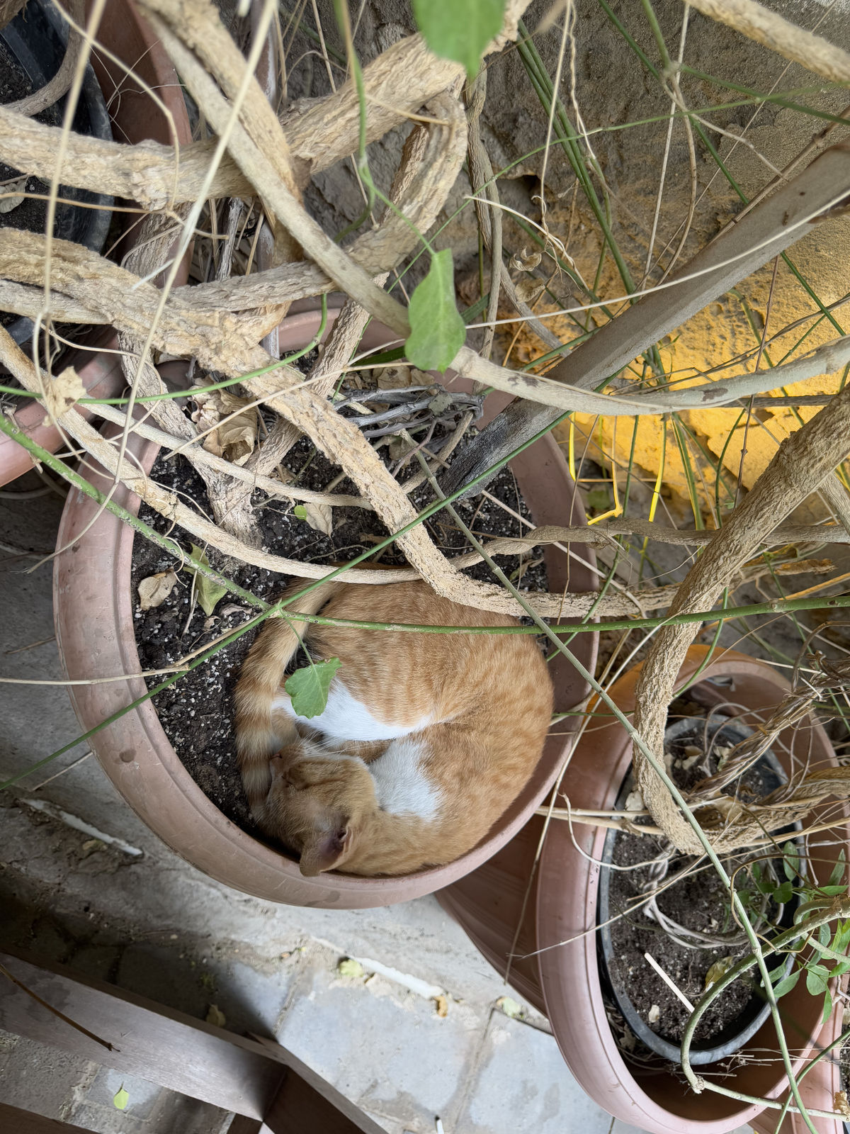 Al-Balad