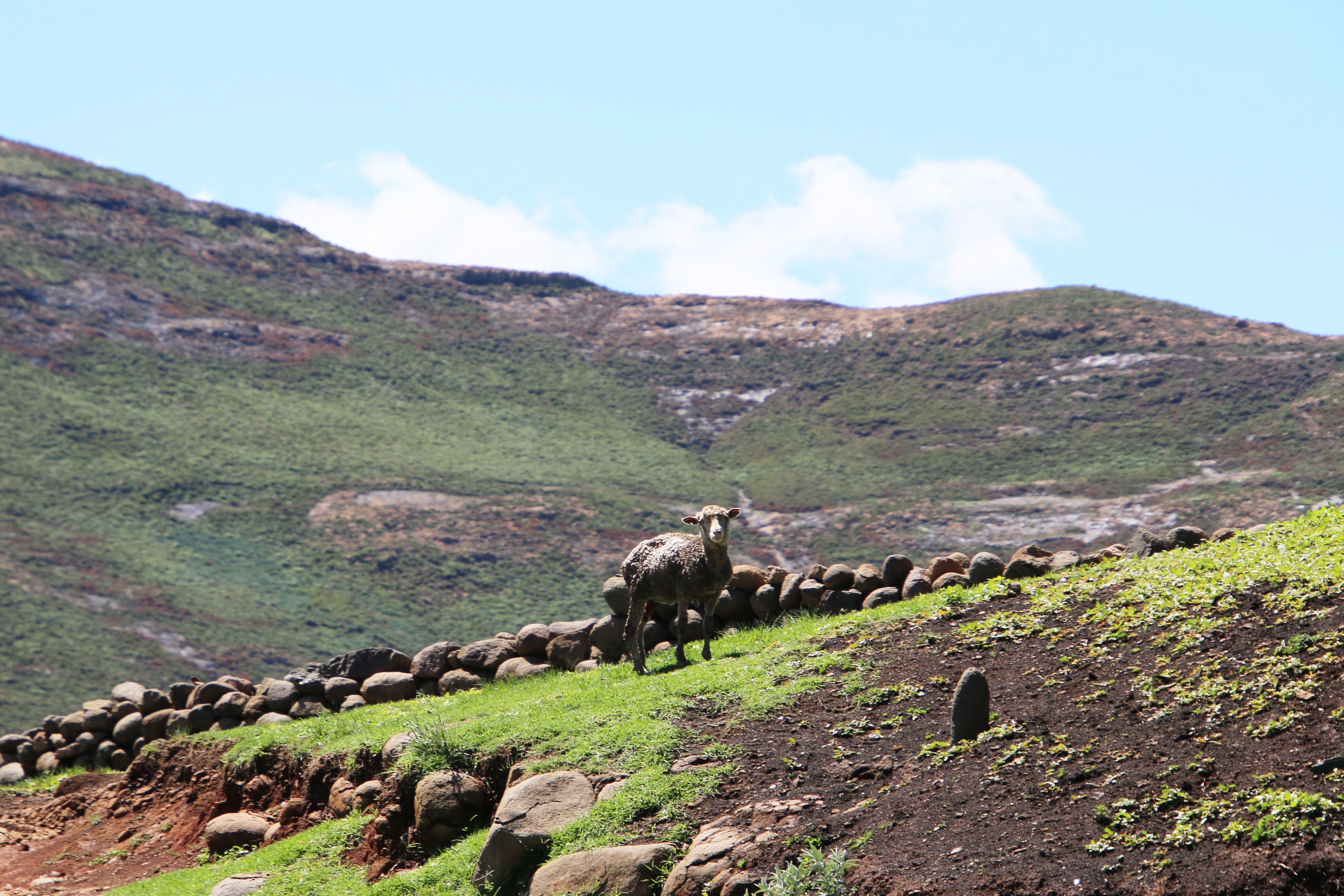 A Lone Sheep