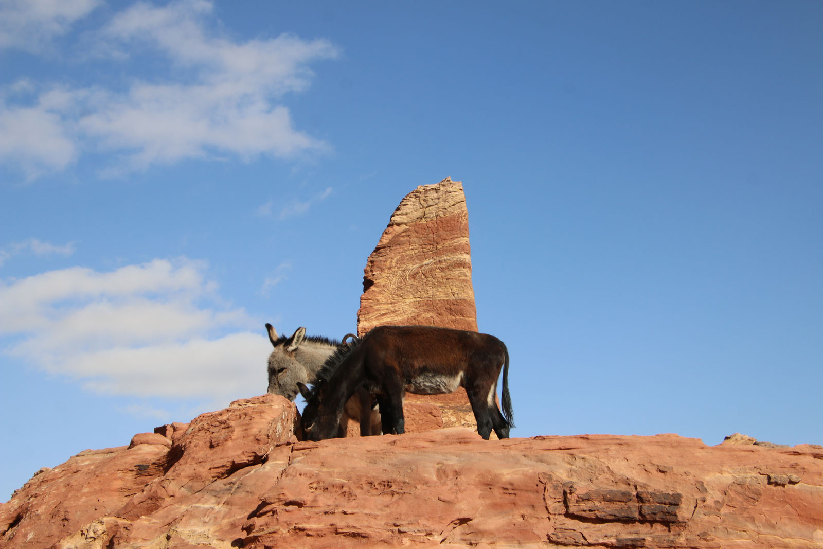 Donkeys by The Obelisks of the High Place of Sacrifice