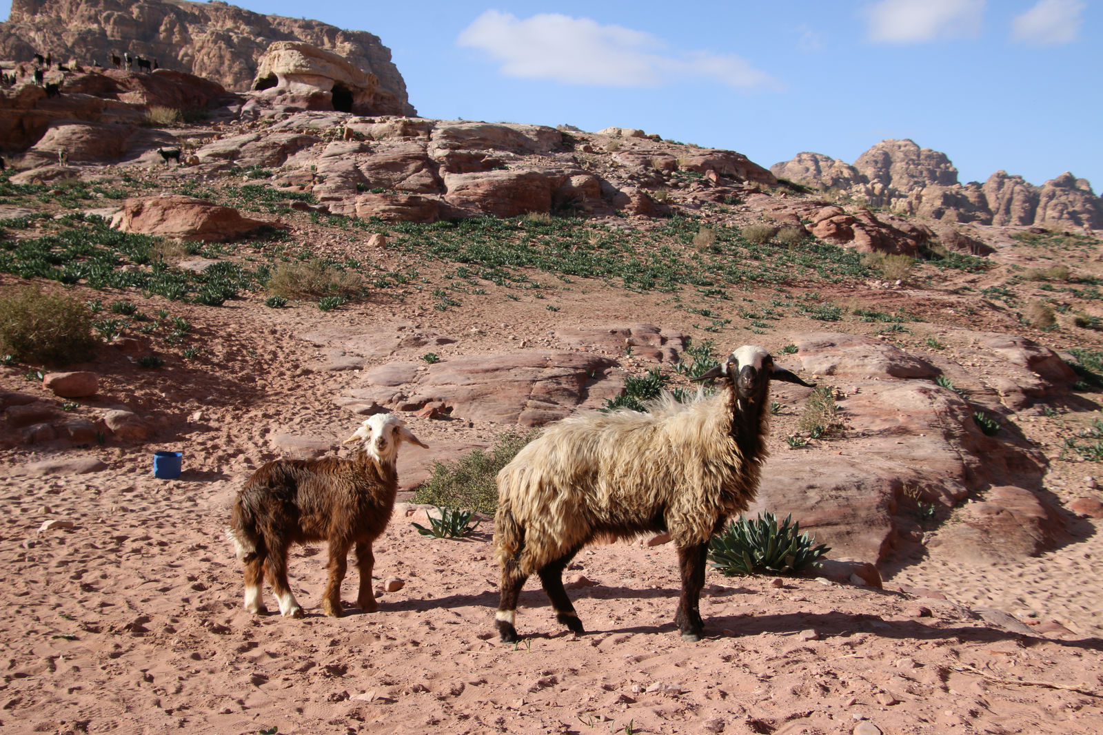 A mother and her lamb in the rugged valley