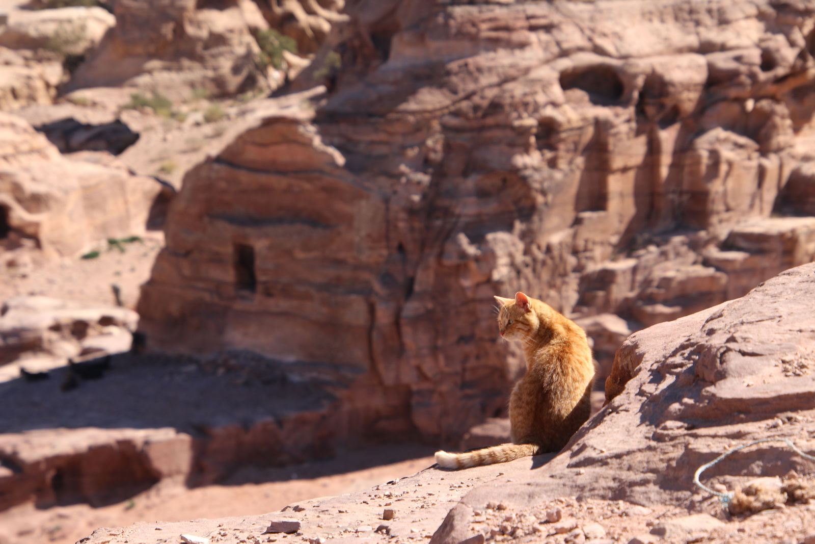 A feline guardian of the ancient ruins
